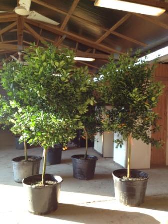 30 Gallon Calomondin Orange Tree